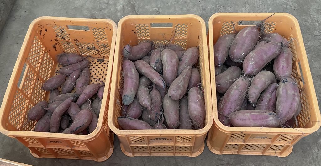 芋プロジェクト】茨城県での干し芋作り研修 パート1 - 株式会社